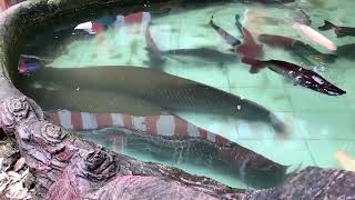 Amazon Predator Arapaima Fish Black Pacu Fish and Turtles in My Fish Pond [upl. by Enilekaj290]