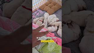 내 부탁좀 들어주소 몽실아 ㅋㅋ 남해 goldenretriever 리트리버 강아지 babydog [upl. by Wobniar]