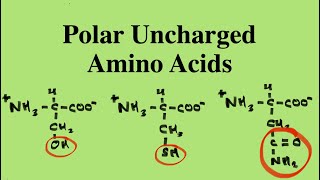 How to remember the Polar Uncharged Amino Acids  MCAT Biochemistry [upl. by Damicke]