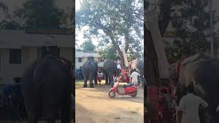 ആന പുറകിൽ നിന്ന്🐘😘 mullath ganapathy 😍 thadathavila Suresh 🐘 ViralVideoyoutube elephantlovers [upl. by Airdna84]