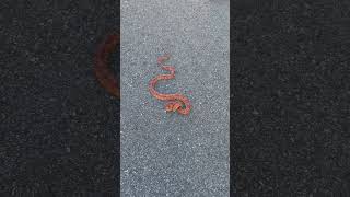 Pretty corn snake from the Florida panhandle Pantherophis guttatus snake [upl. by Akehsar]