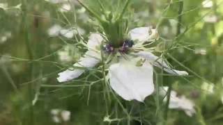 Geranium phaeum Album Dusky cranesbill geranium phaeum album dusky cranesbill gardening [upl. by Kovar]