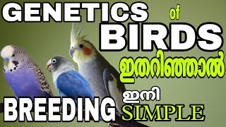 Basic Geneticsഇനി നിങ്ങൾക്കിഷ്ടമുള്ള കുഞ്ഞുങ്ങളെ ഈസിയായി ഇറക്കാംRampB Media [upl. by Beaver]