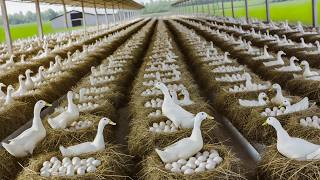 Harvesting Duck Eggs  Duck Egg Farm Business  DIY Cheap Food for Ducks [upl. by Simons]