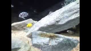 150 gallon Tanganyika Cichlid community tank 2 MONTHS [upl. by Arimat]