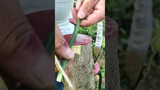 You Wont Believe How Easy Grafting Can Be with This Technique [upl. by Nizam]