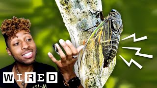 Bug Expert Explains Why Cicadas Are So Loud  WIRED [upl. by Glad399]