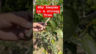 Banyan Tree Structural Strength banyantree [upl. by Xila]