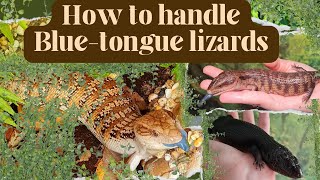 How to handle a Bluetongue lizard Beginner Guide for first time Bluey owners [upl. by Teodor]