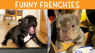 Funny French Bulldog  TikTok Compilation [upl. by Martsen708]