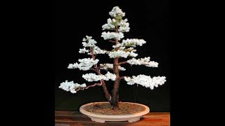 Colorado Blue Spruce Picea pungens [upl. by Myron]