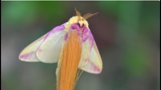 ADORABLE Rosy Maple Moths and their RARE Variations Dryocampa rubicunda [upl. by Yrogreg]