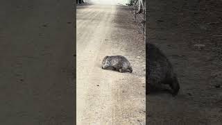 Crossing hurdle Wombat Tasmania [upl. by Yrreg]