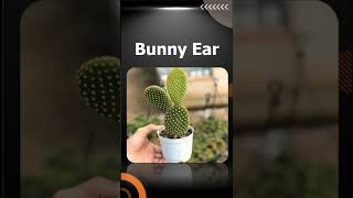 Edible cacti plants names and Pictures in Hindi English खाद्य कैक्टि के पौधे shorts dailyshorts [upl. by Vasya238]