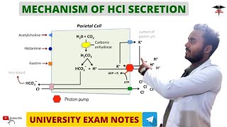 Mechanism Of HCl secretion  Regulation  Digestive system [upl. by Regnij]