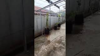 PERBAIKAN GREEN HOUSE ANGGUR AKIBAT GUYURAN HUJAN [upl. by Gordan]