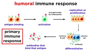 The Immune System Innate Defenses and Adaptive Defenses [upl. by Sigler]