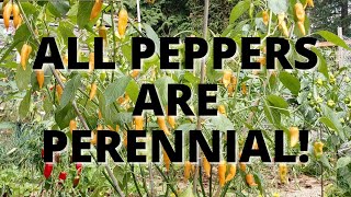 How to Overwinter Peppers All Capsicums are Perennial [upl. by Niwled]