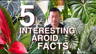 5 Interesting Aroid Facts That Will Surprise You [upl. by Riorsson]