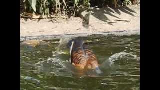 Fulvous whistling duck bathing in slow motion [upl. by Valera]