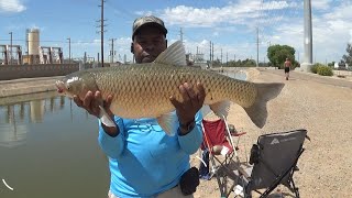 19 pound Carp caught in Arizona Canal [upl. by Paluas]