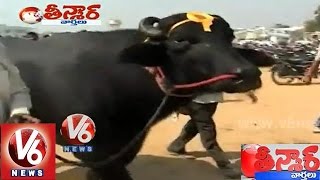 quotYUVRAJquot The 7 Crore Worth Murrah Buffalo  Teenmaar News  V6 News [upl. by Ahsert]