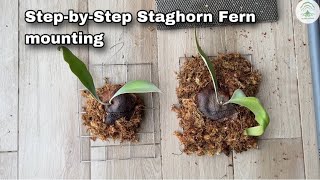 Mounting Platycerium Staghorn Fern Step by step [upl. by Gehlbach]