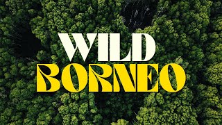 WILD BORNEO  Jungle Safari River Cruise in Borneo  4K CINEMATIC [upl. by Nangem]