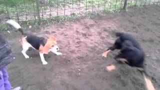 5 months old hovawart playing with a beagle [upl. by Dorison]