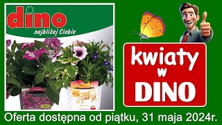 𝐃𝐈𝐍𝐎 🦖 Nowa Oferta od Piątku 31052024  Kwiaciarnia Dino  Kupujesz  Zyskujesz [upl. by Cirle108]