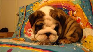 Beautiful english bulldog puppy quotRoscoquot [upl. by Nagaet]