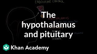 The hypothalamus and pituitary gland  Endocrine system physiology  NCLEXRN  Khan Academy [upl. by Chastity]