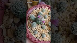 mammillaria vetula ssp gracilis CV Roi baudoin yonniux [upl. by Girvin457]