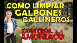 como limpiar un gallinero galpon controlando amoniaco malos olores seguro facil [upl. by Allerus183]