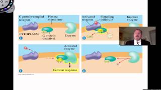 Signaling Molecules Bind to Receptor Proteins [upl. by Melborn]