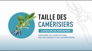 Taille des camérisiers  les outils nécessaires et leur entretien [upl. by Matazzoni]