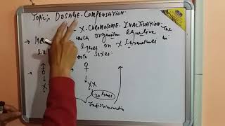 GeneticsDosage compensation amp X  chromosome inactivation [upl. by Bal]