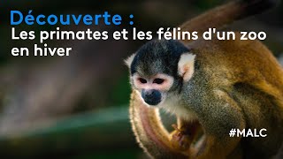 Découverte  les primates et les félins dun zoo en hiver [upl. by Nadia499]