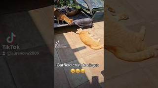 Garfield chat de cirque 🎪🐱😄 pirouettes cacahuètes 🎶🎵 [upl. by Birkett632]