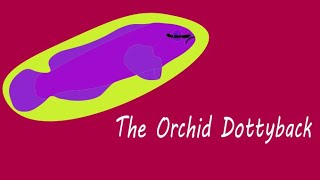 Cool Captive Bred Fish The Orchid Dottyback [upl. by Takken]