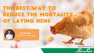 THE BEST WAY TO REDUCE THE MORTALITY OF LAYING HENS [upl. by Atsirhc]