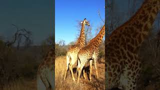 Giraffe Safaripark near Johannesburg [upl. by Ihsoyim]