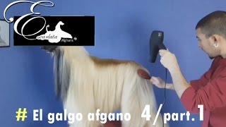 Documental del galgo afgano  Video 4  Part1  Peluquería del galgo afgano [upl. by Apul104]