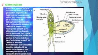 S5 Croissance et développement des plantes  Roles des hormones II 44 [upl. by Nylesoy]