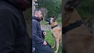 Quien dijo miedoparati perros dogs k9 malinois perro instagram viral k9units k9unit [upl. by Kalagher]