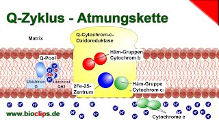 Atmungskette  QCytochromcOxidoreduktase Komplex III  QZyklus [upl. by Aney]