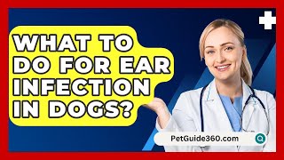 What To Do For Ear Infection In Dogs  PetGuide360com [upl. by Lacombe584]