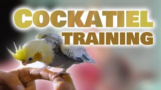 Young cockatiel training quick tips 1 month old Cockatiel [upl. by Pirri294]