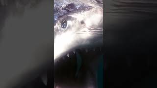 Great White Shark Opens Massive Mouth [upl. by Nauqas942]