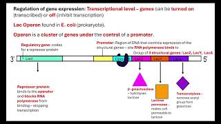 Lac Operon OCR A ALevel Biology 611 Cellular control [upl. by Perzan]